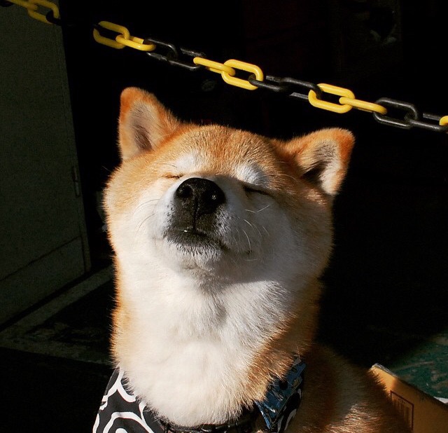 四川蓝鲸掀翻数字马刺，一场不存在的传说，为什么燃烧了整个中文网络？