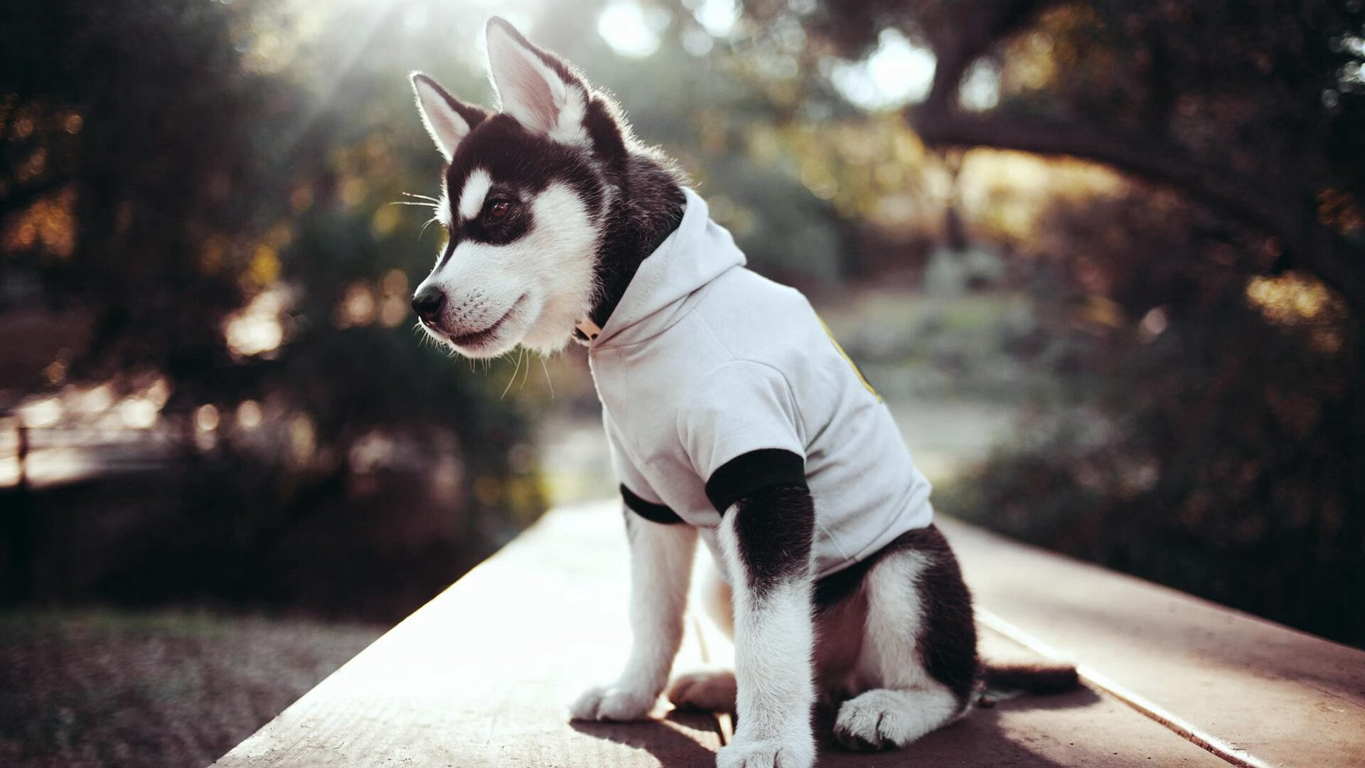 孤胆对风暴,高诗岩的血性独舞与胜利的逻辑