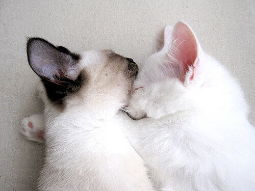 红土之神与硬地过客，纳达尔法网统治力对ATP总决赛的降维打击