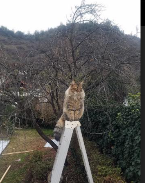 巴斯克猎场与蔚蓝海岸的对决,黄喜灿连续突袭撕裂尼斯防线