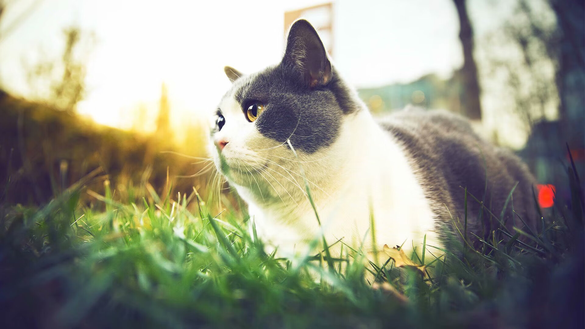 阿坎吉铁血统领,新生比利时力克马里开启新时代