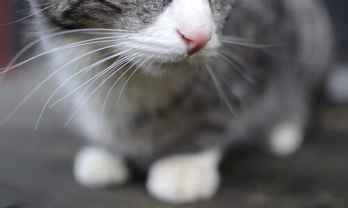 双城记,广东鏖战破火箭,恩比德脚步成东方教科书