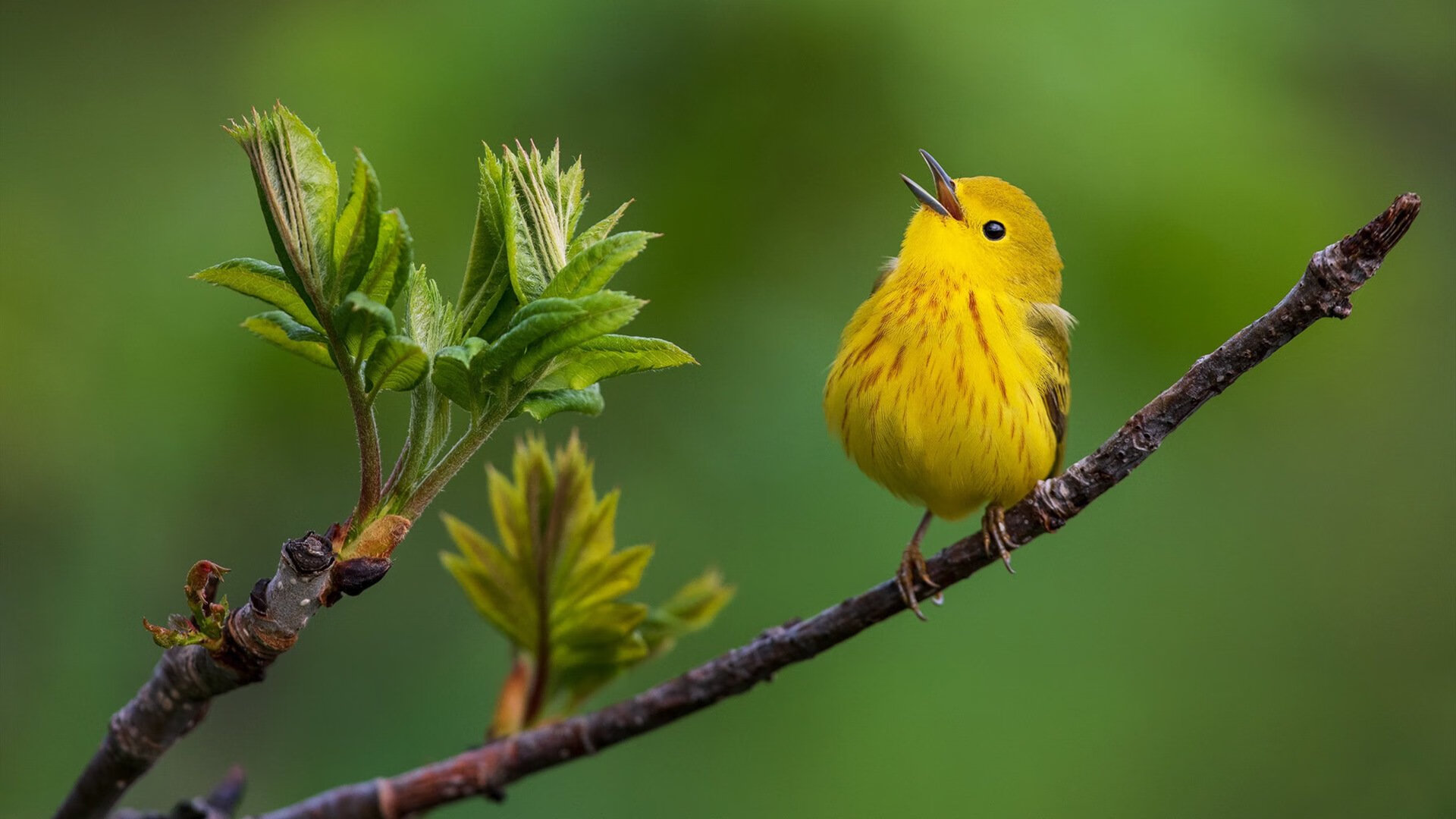 当上海男篮遇上费城谜题，马克西用一场比赛讲述英雄的诞生