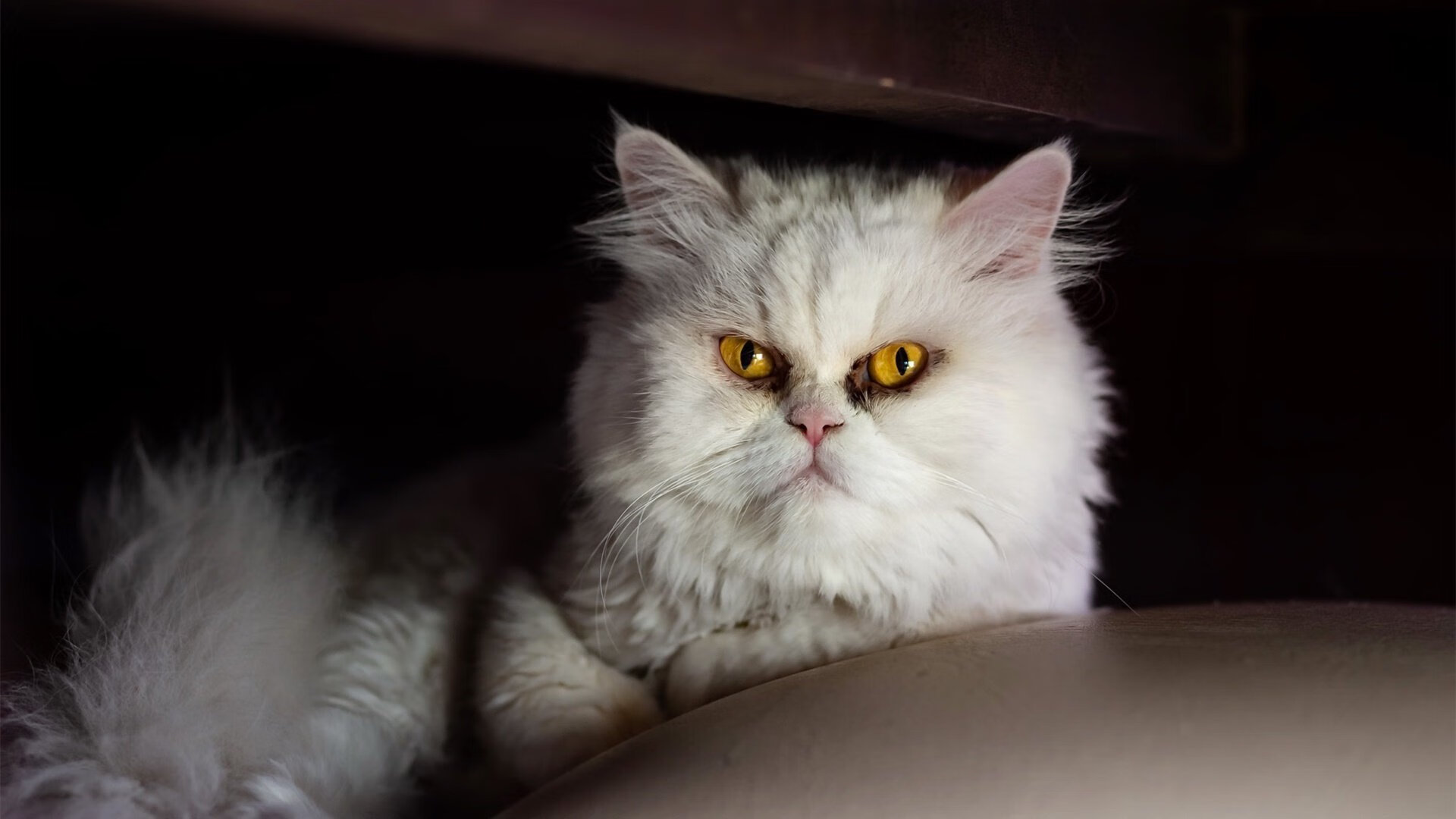 橙色的双面，从皇家社会险胜韩国，到阿克在欧冠半决赛的接管时刻