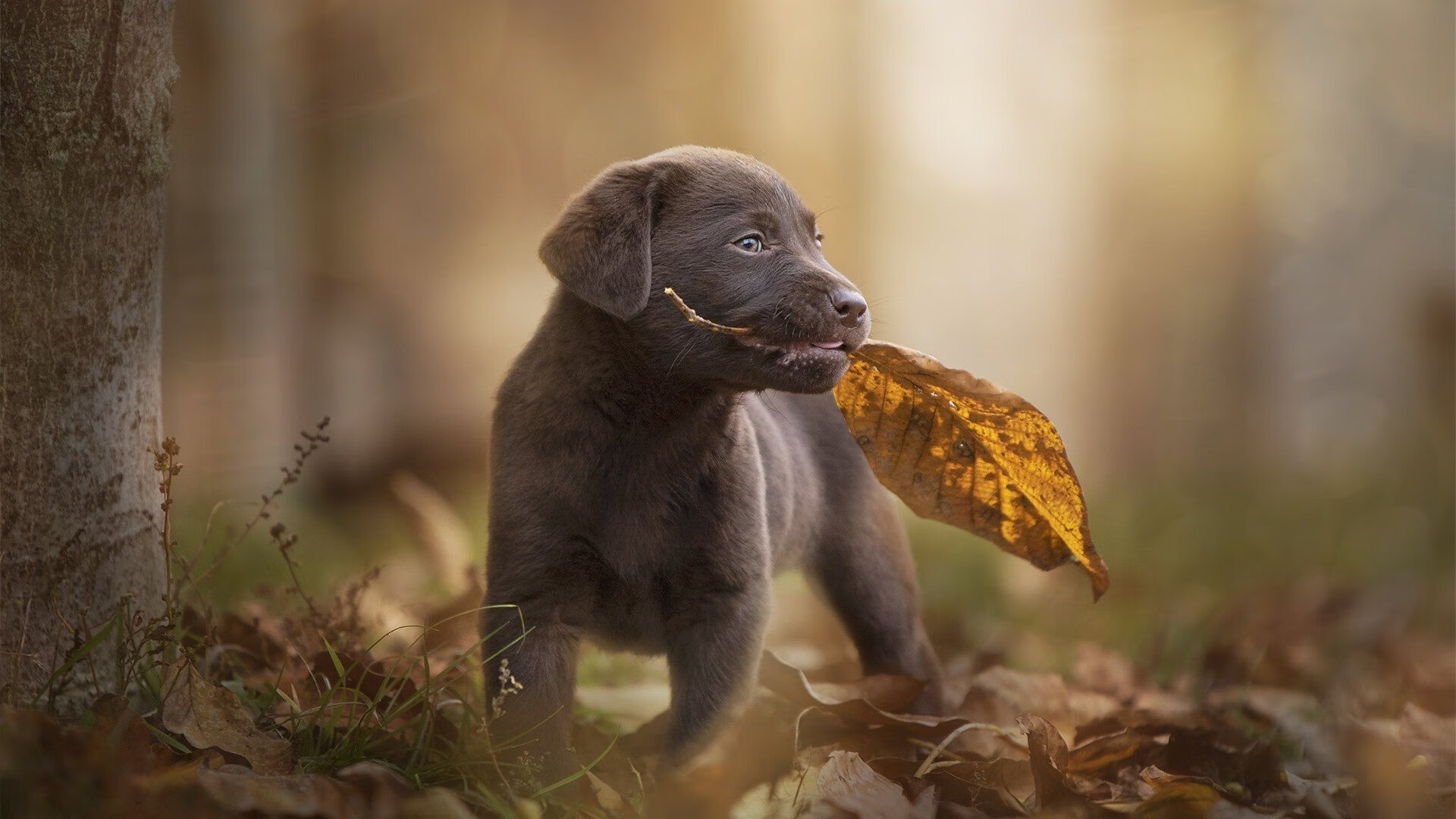 智利节奏的胜利，门迪如何成为撕裂牙买加防线的关键先生