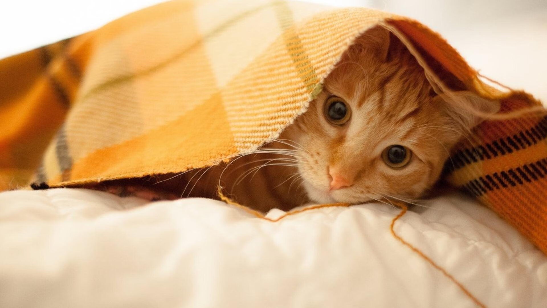 篮球的终极答案,北京压哨与爱德华兹接管