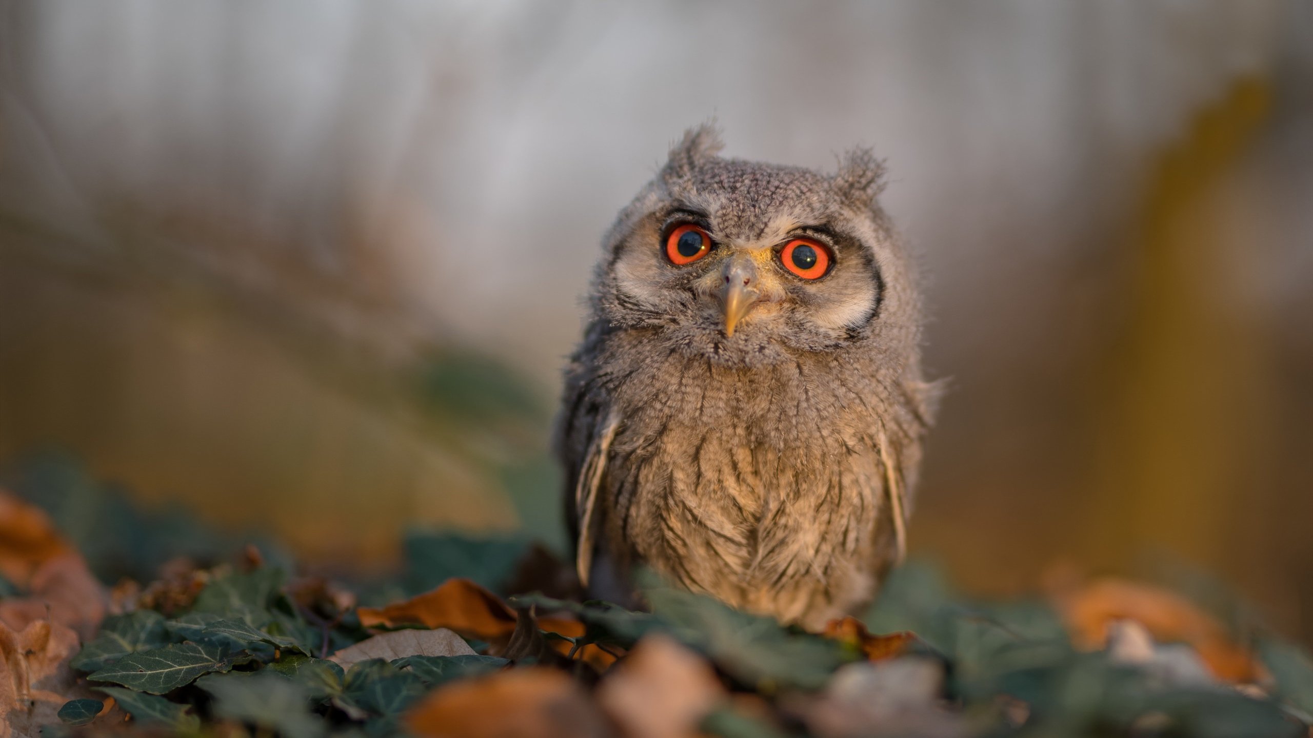 微型世界大战，快船横扫活塞，NBA世界排名争夺战悄然升温